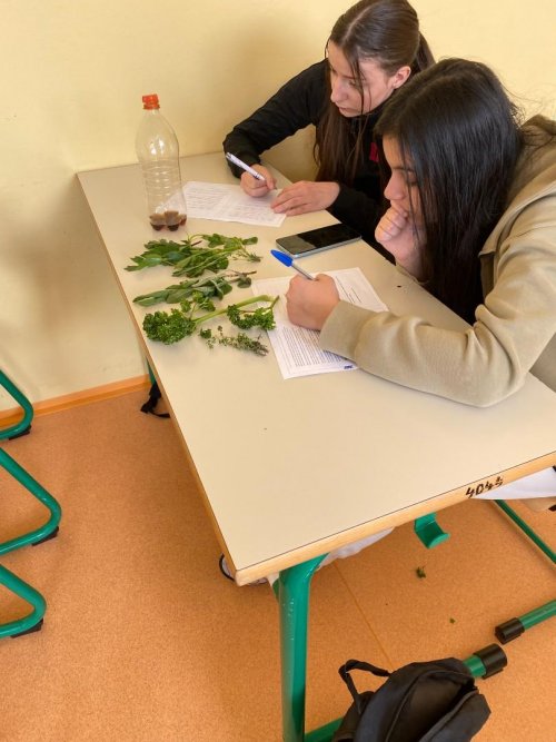 Bylinková školní zahrádka aneb bylinky a jejich využití nejen v gastronomii 3  