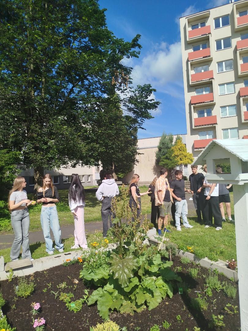 Bylinky z naší zahrádky a jejich použití v moderní gastronomii