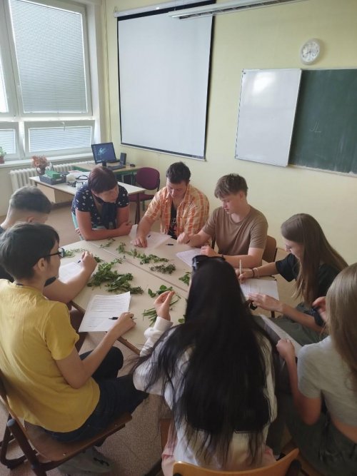 Bylinky z naší zahrádky a jejich použití v moderní gastronomii 2  