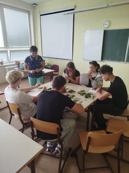 Bylinky z naší zahrádky a jejich použití v moderní gastronomii 3  
